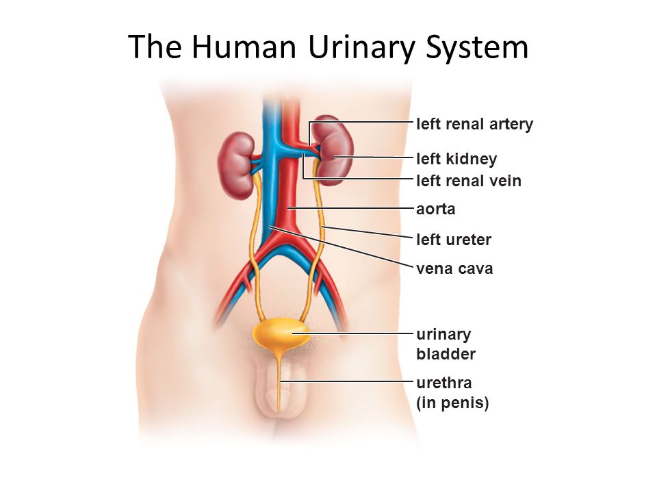 The Human Urinary System