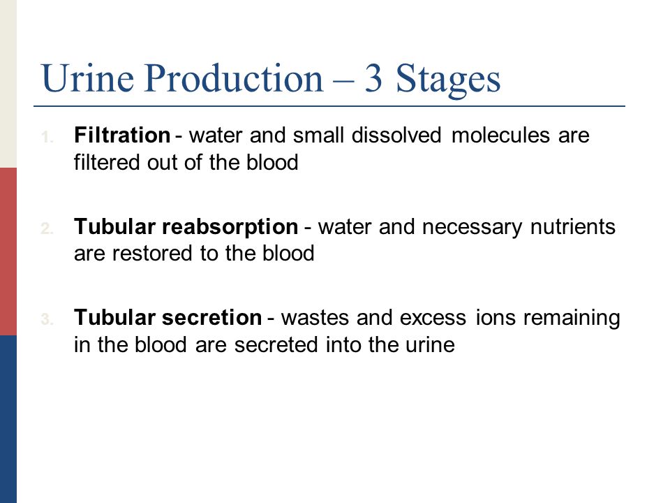 Urine Production – 3 Stages