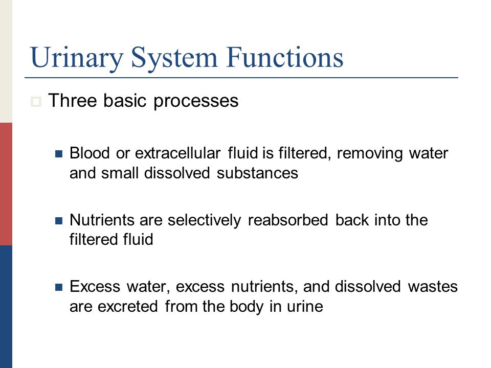 Urinary System Functions