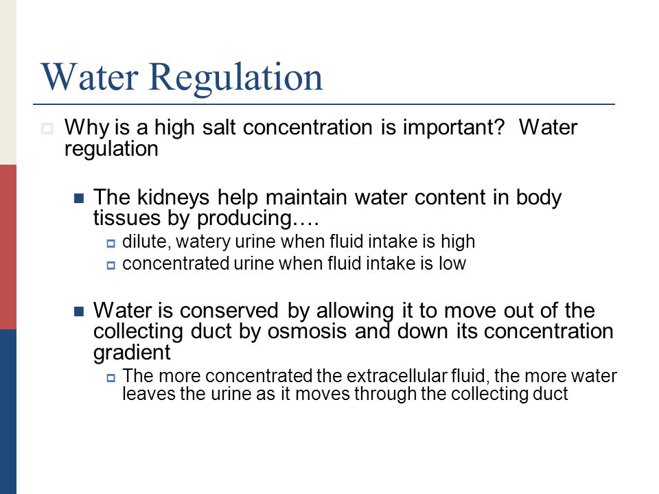 Water Regulation Why is a high salt concentration is important Water regulation.