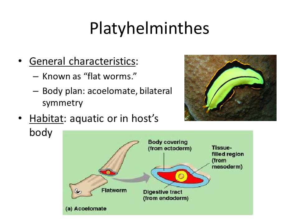 platyhelminthes habitat general
