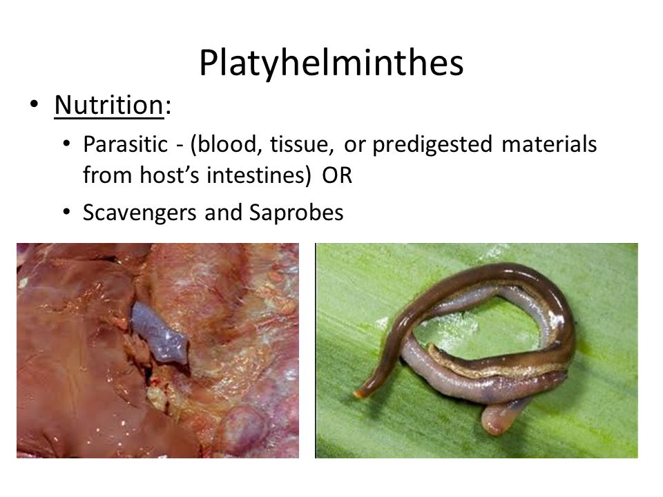 Platyhelminthes 4 clase.