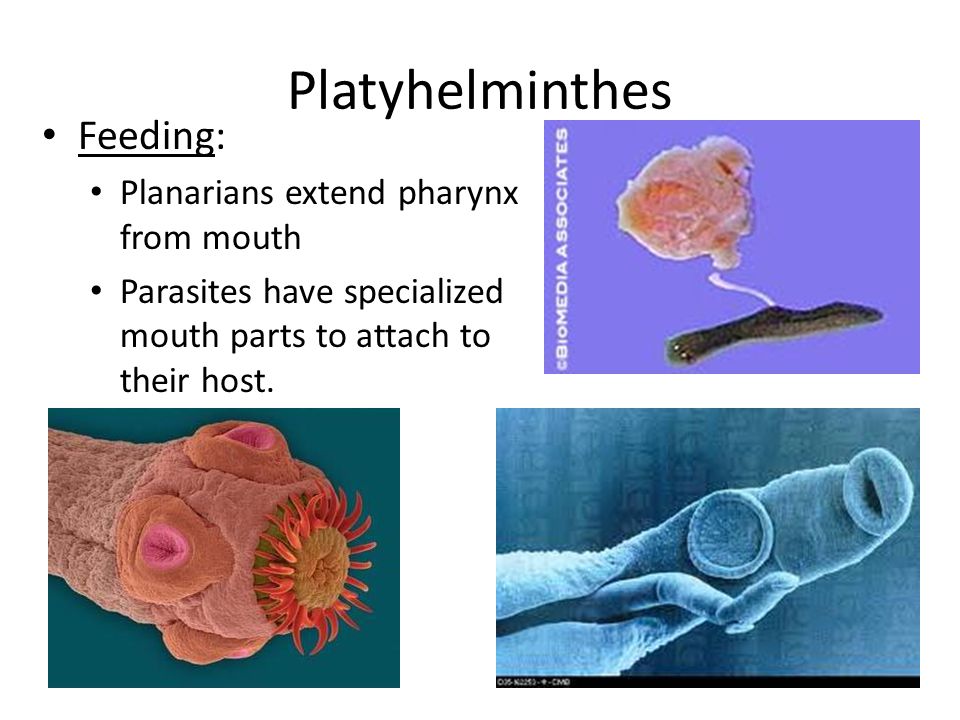 Platyhelminthes 4 clase.