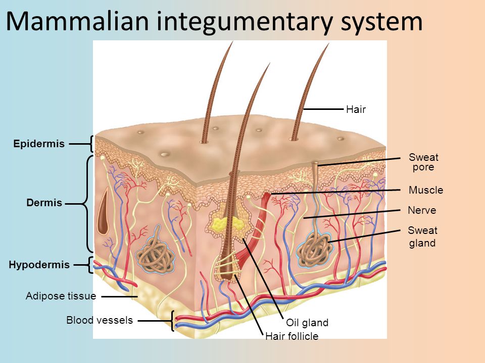 Mammalian integumentary system