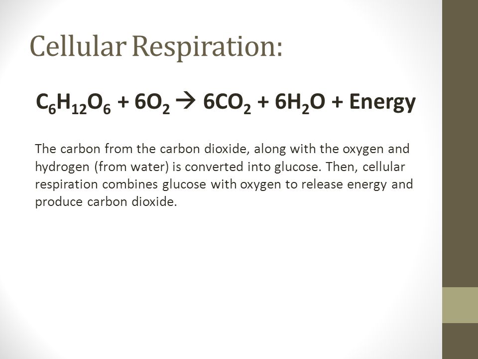 Cellular Respiration: