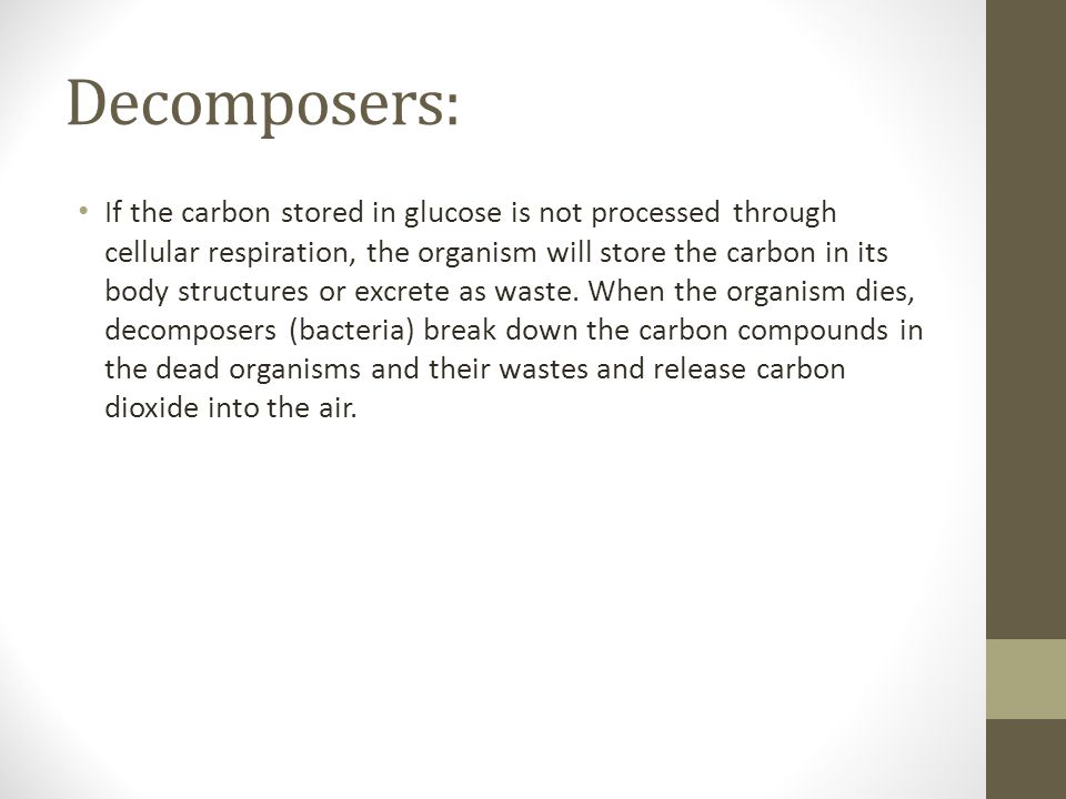 Decomposers: