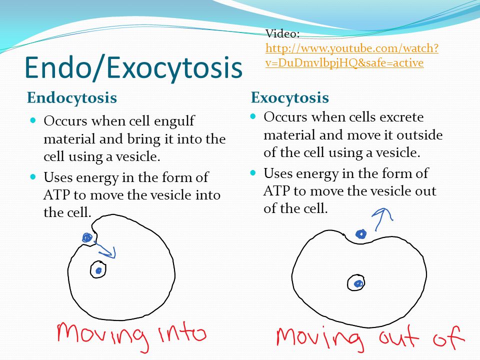 Plasma Membrane Cell Processes Part 3 Ppt Video Online Download Plasma Membrane Cell Processes Part 3 Ppt Video Online Download