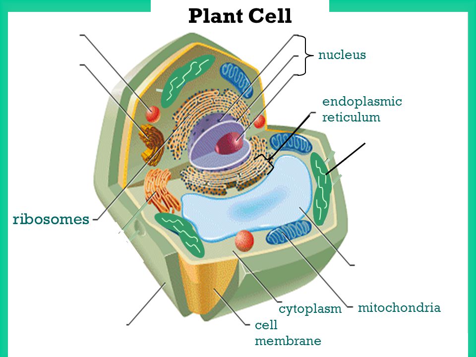 are ribosomes in plant cells