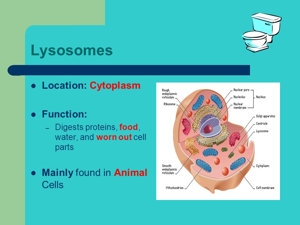 Cell Parts and Their Jobs - ppt download