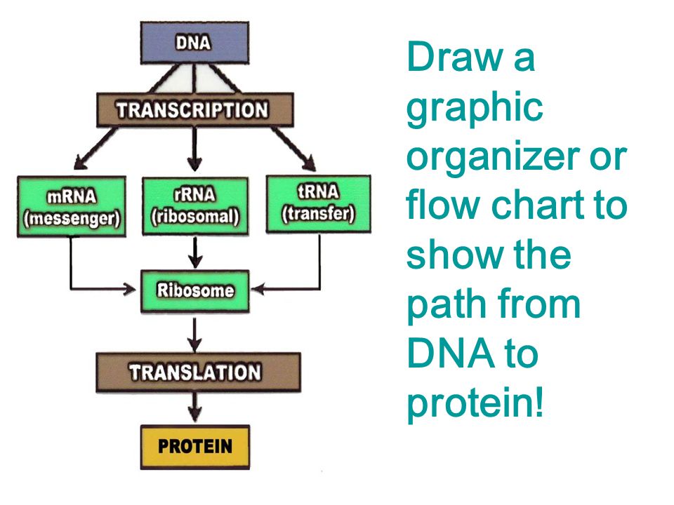 Flow Chart Of Transcription And Translation