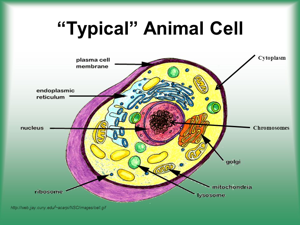 Cell Structure & Function - ppt video online download