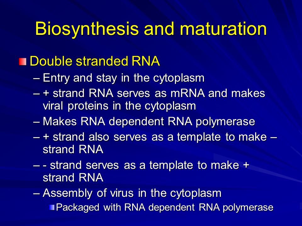 Biosynthesis and maturation