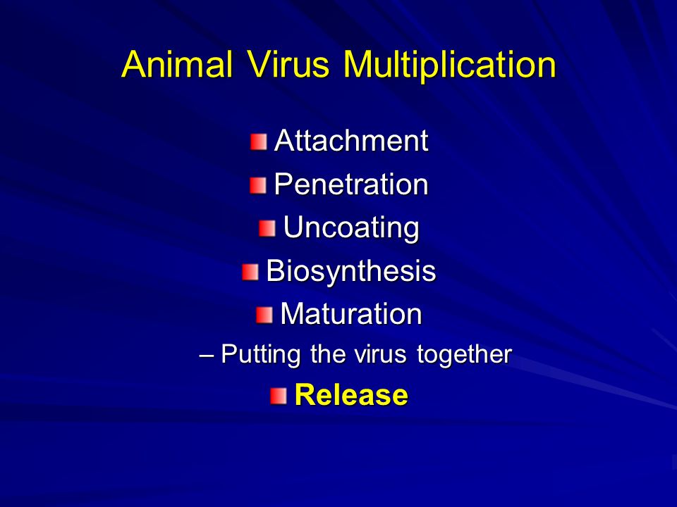 Animal Virus Multiplication