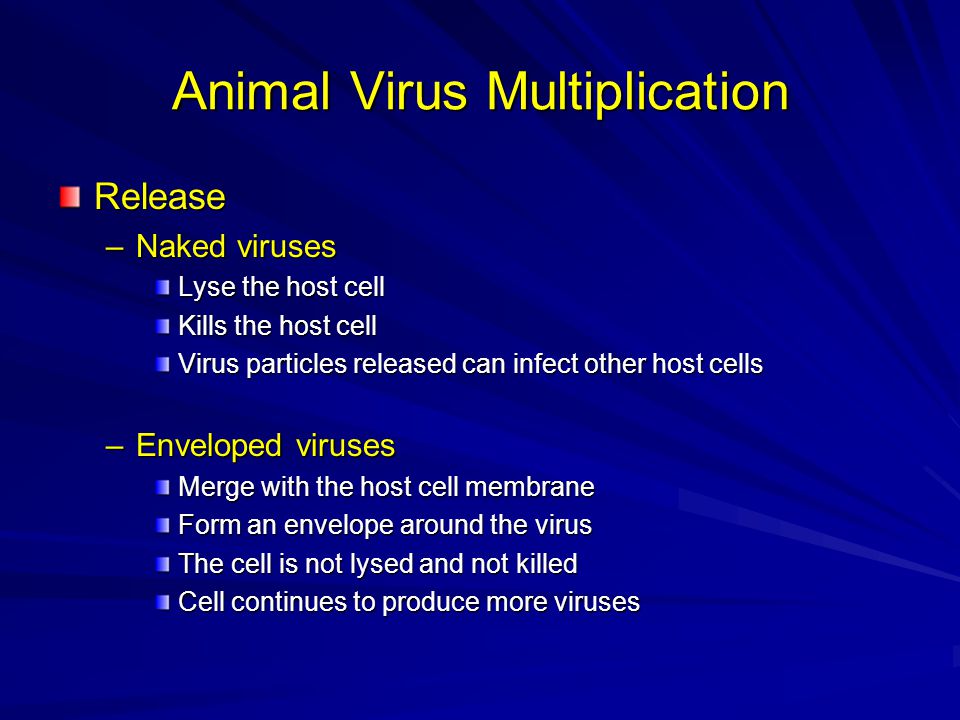 Animal Virus Multiplication