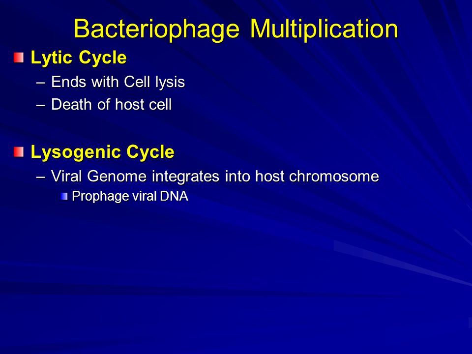Bacteriophage Multiplication