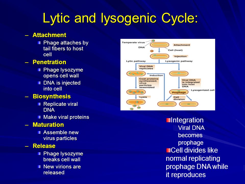 Lytic and lysogenic Cycle:
