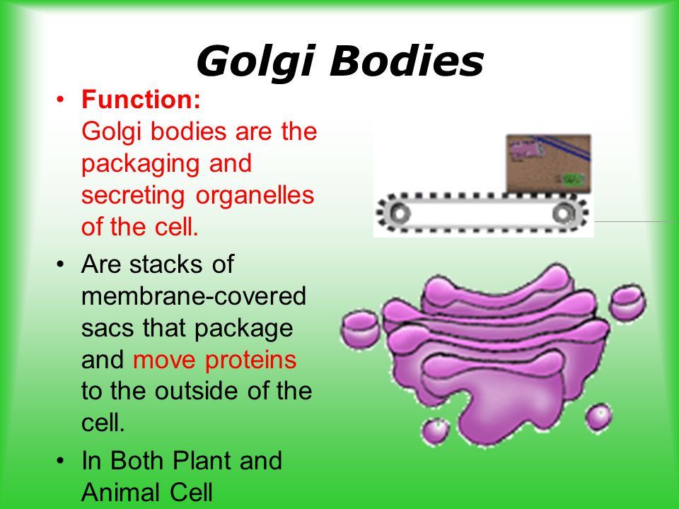 PLANT AND ANIMAL CELLS. - ppt download