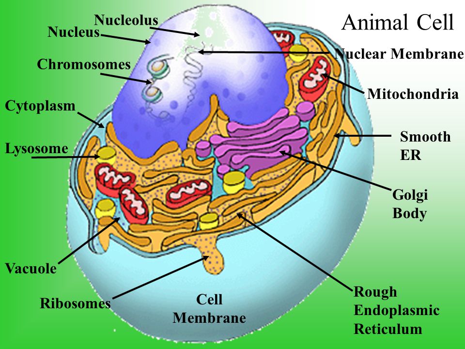 PLANT AND ANIMAL CELLS. - ppt download