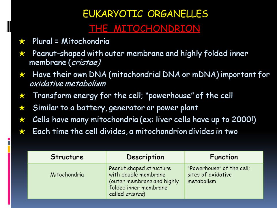 cristae are found in which of the following cell organelles