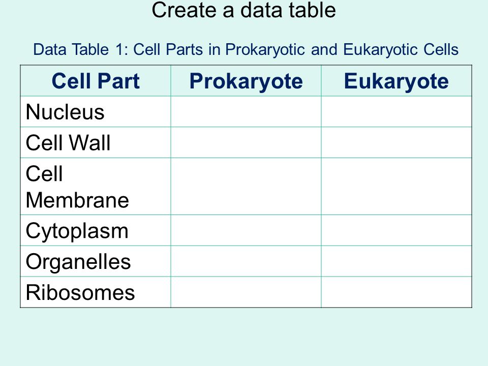 Prokaryotic Versus Eukaryotic Cells Ppt Download