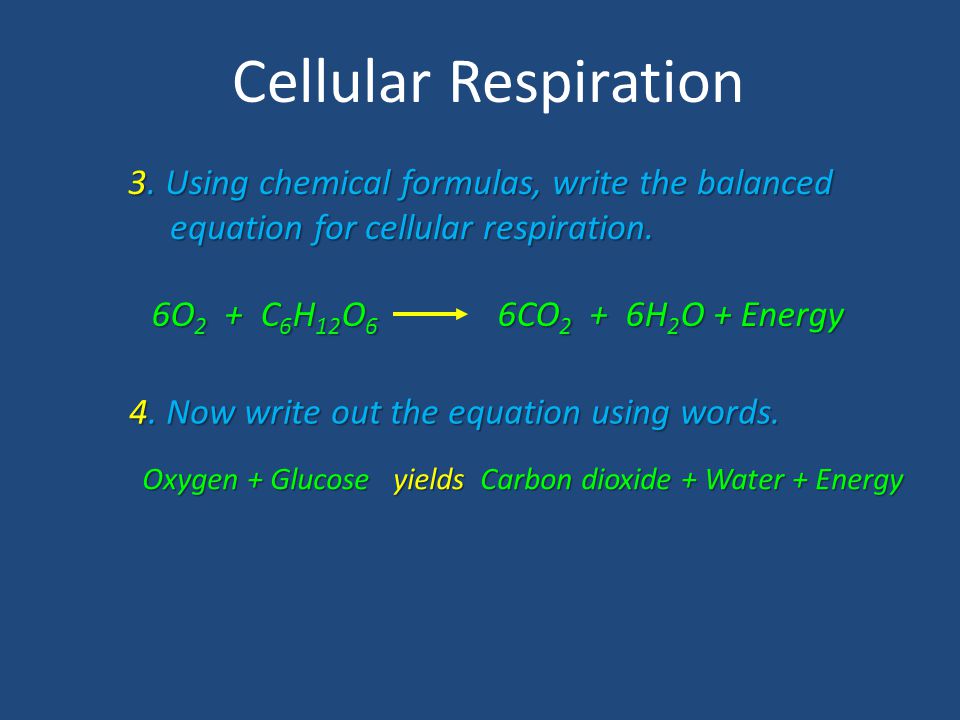 Cellular Respiration Review Ppt Download