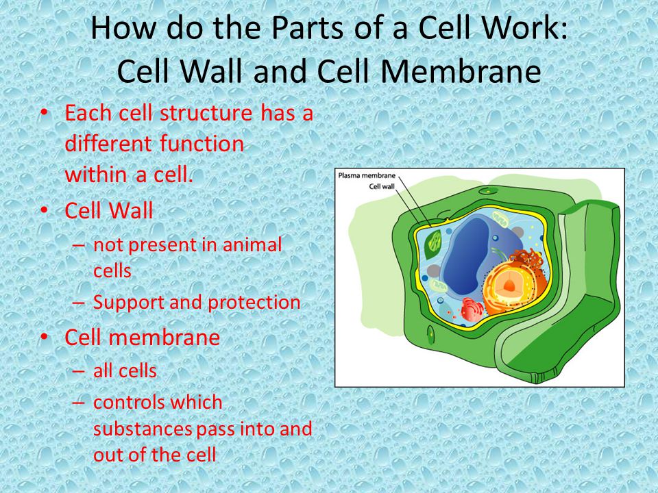 Each cell