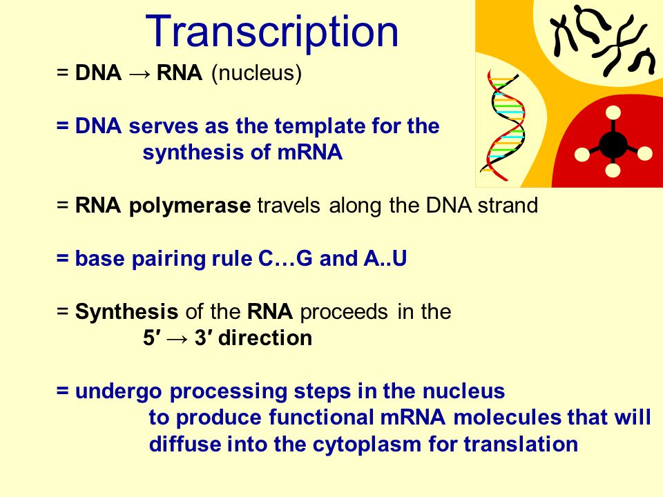 Protein Synthesis Honors Biology Mrs Speirs Ppt Download