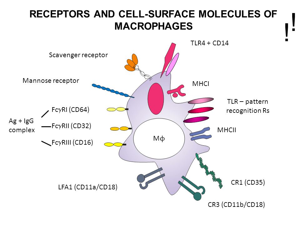 RECEPTORS+AND+CELL-SURFACE+MOLECULES+OF+MACROPHAGES.jpg