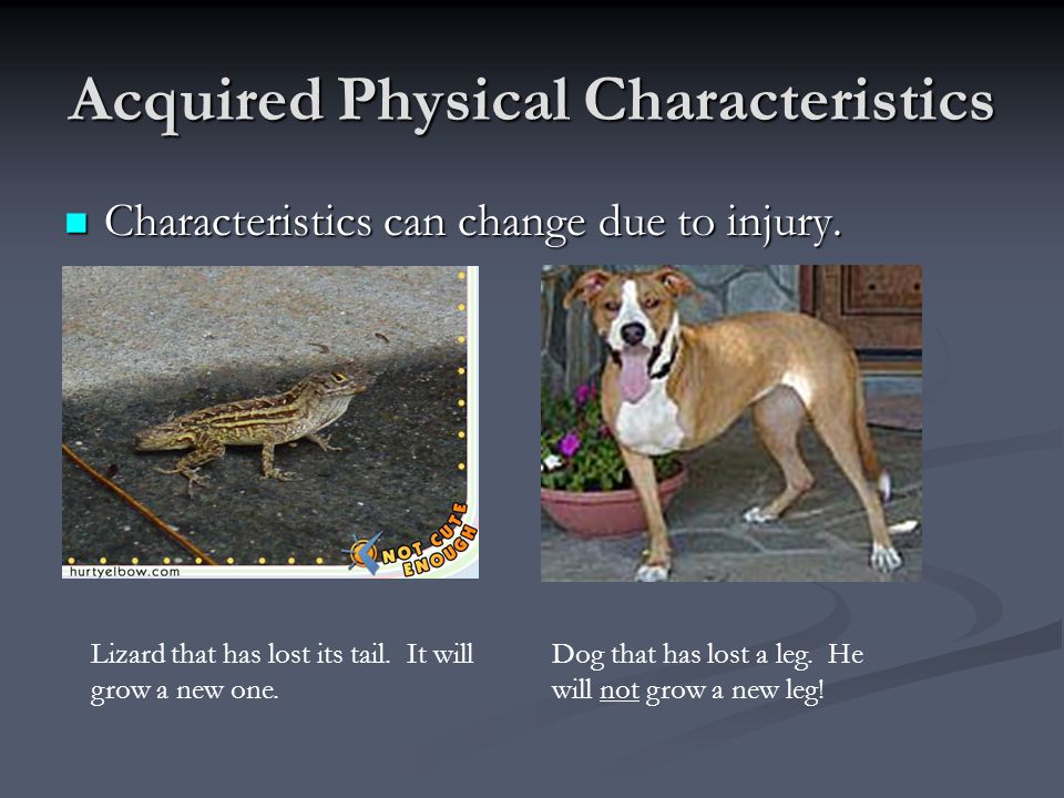 Physical Characteristics of Plants and Animals - ppt video online download