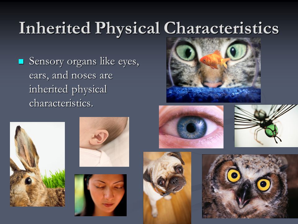 Physical Characteristics of Plants and Animals - ppt video online download
