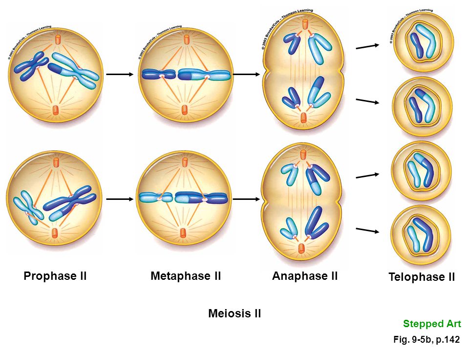 Второй фазой деления клетки. Профаза метафаза 2 мейоза. Схема мейоза 1 деление. Фазы мейоза 1 рисунки. Мейоз 2 профаза 2.