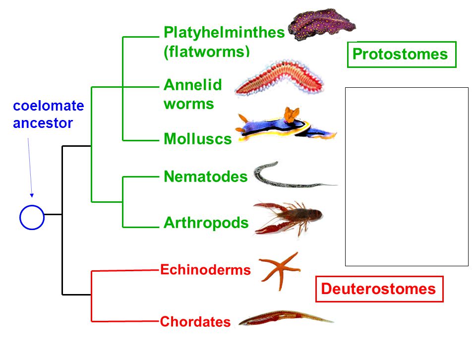 A Deuterostomia eredete, Phylum platyhelminthes protostome vagy deuterostome