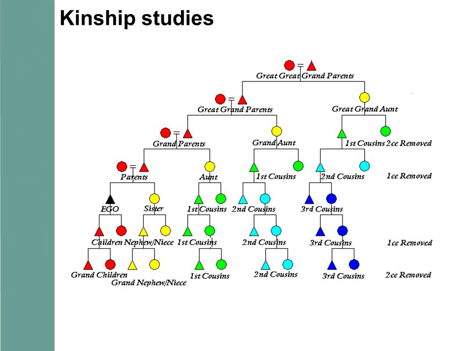 Sample Kinship Chart