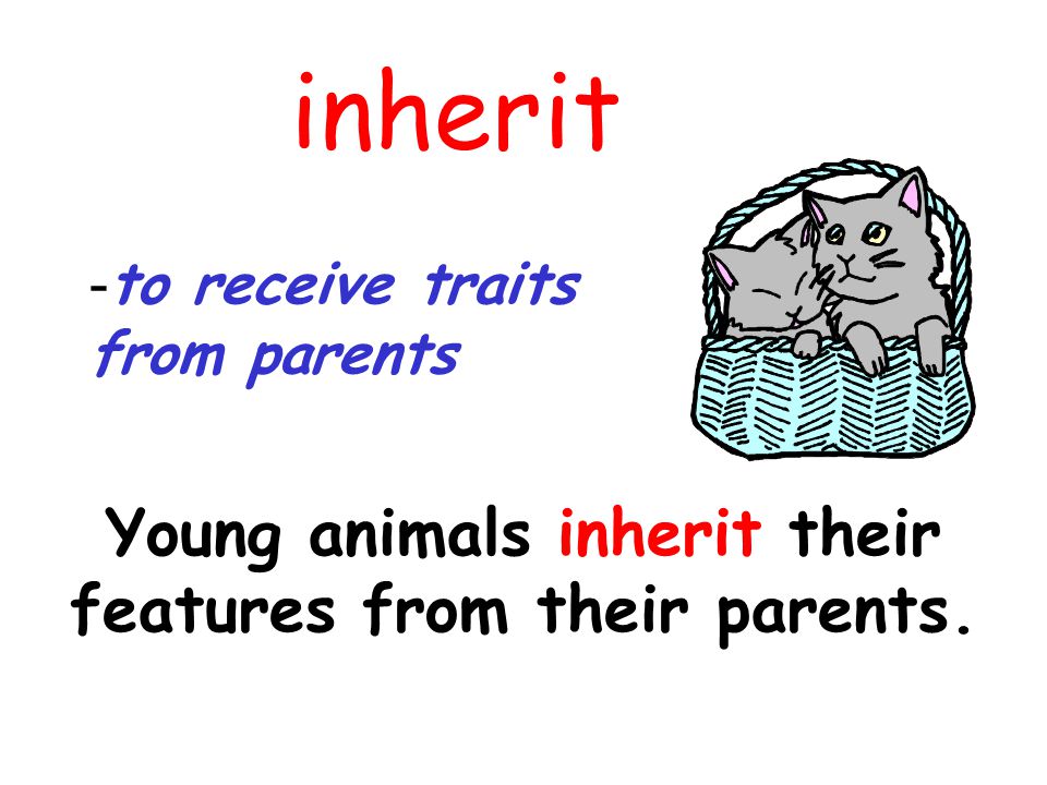 Young animals inherit their features from their parents.