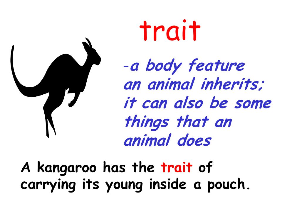 trait a body feature an animal inherits; it can also be some