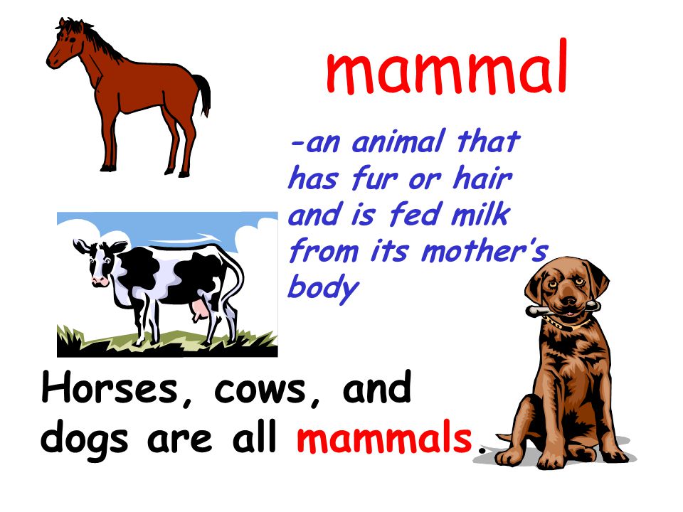mammal Horses, cows, and dogs are all mammals.