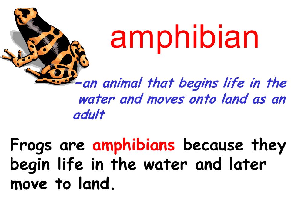 amphibian -an animal that begins life in the