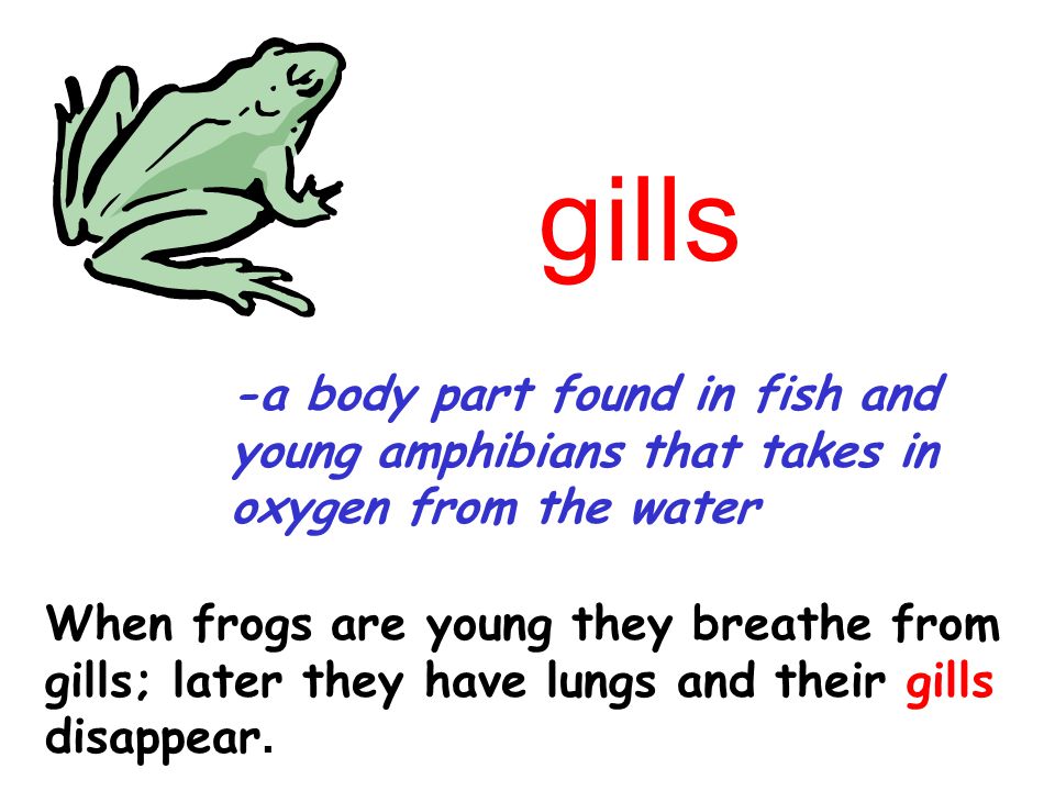 gills -a body part found in fish and young amphibians that takes in oxygen from the water. When frogs are young they breathe from.