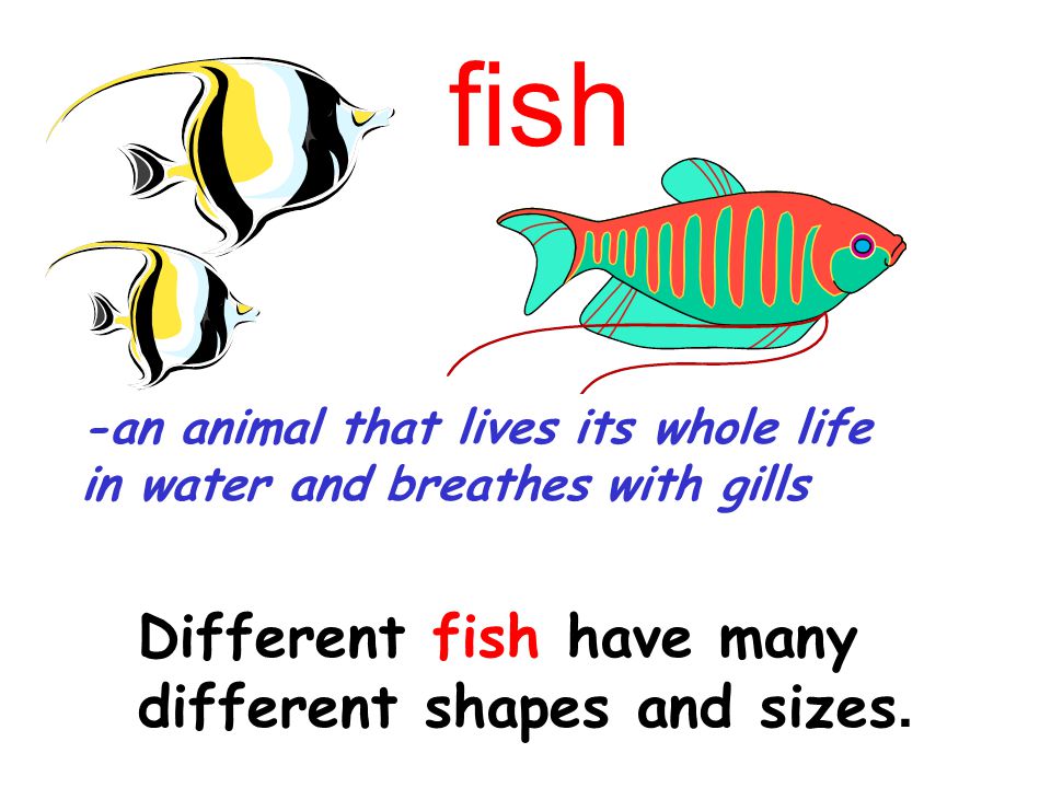 fish Different fish have many different shapes and sizes.