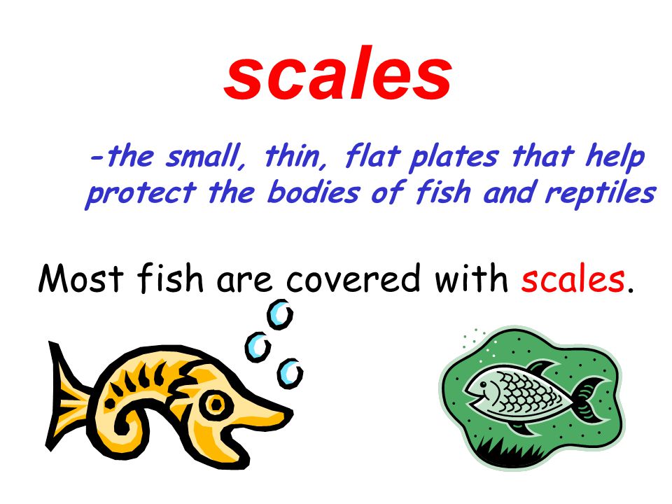 scales Most fish are covered with scales.