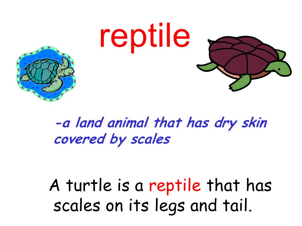 reptile A turtle is a reptile that has scales on its legs and tail.