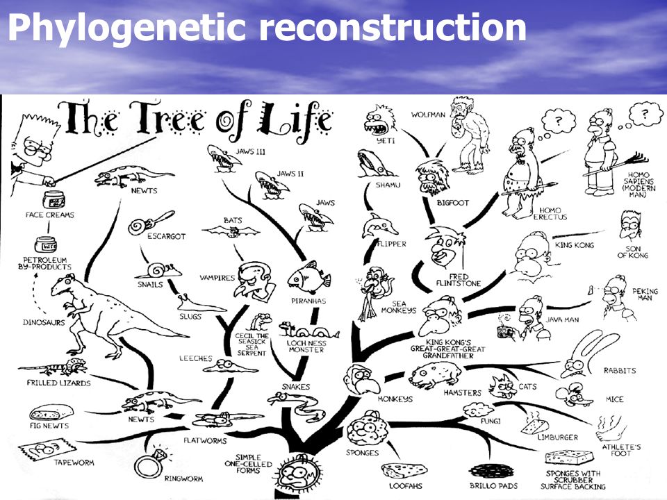 Phylogenetic reconstruction