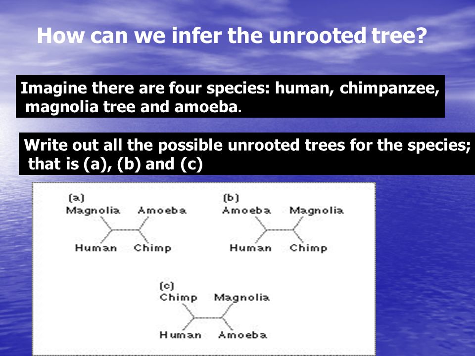 How can we infer the unrooted tree