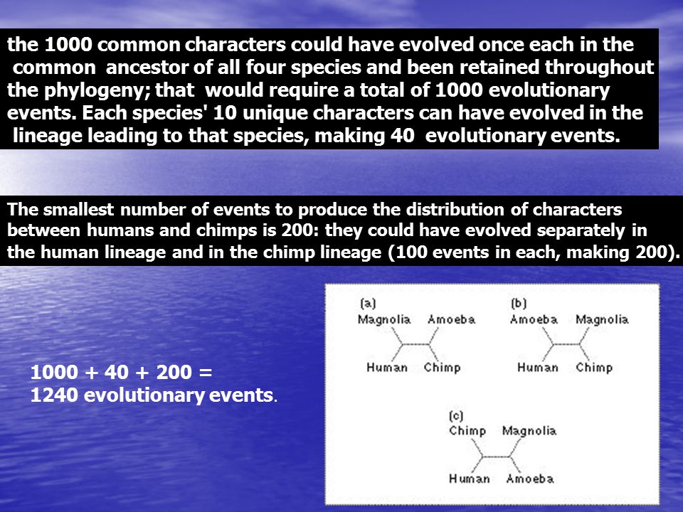the 1000 common characters could have evolved once each in the