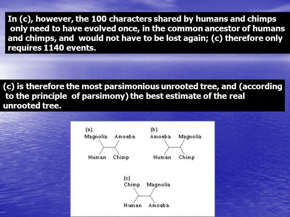 In (c), however, the 100 characters shared by humans and chimps