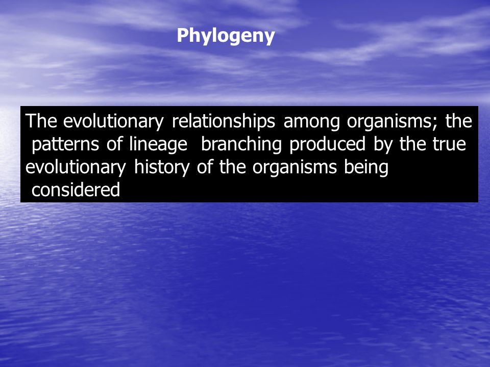 Phylogeny The evolutionary relationships among organisms; the. patterns of lineage branching produced by the true.