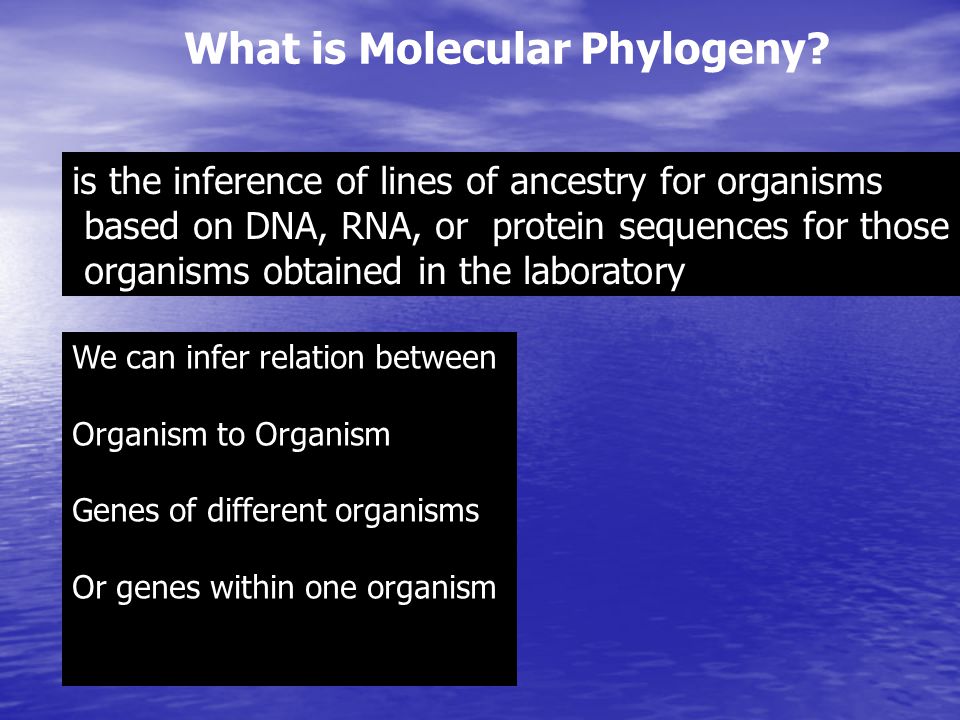 What is Molecular Phylogeny