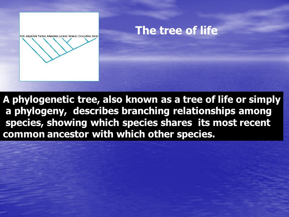 The tree of life A phylogenetic tree, also known as a tree of life or simply. a phylogeny, describes branching relationships among.
