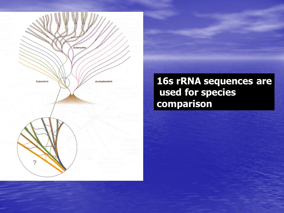 16s rRNA sequences are used for species comparison