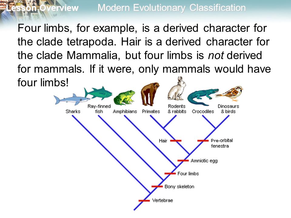 What Is A Derived Character - slidesharetrick